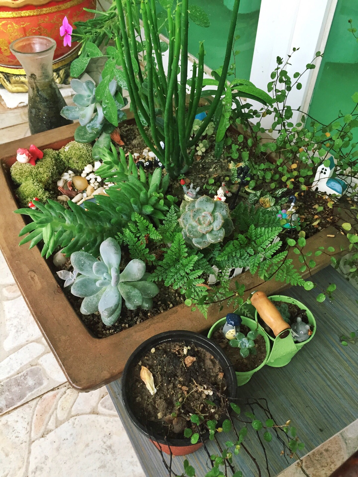 【招財(cái)風(fēng)水】陽(yáng)臺(tái)放這些植物 既好看又招財(cái)!